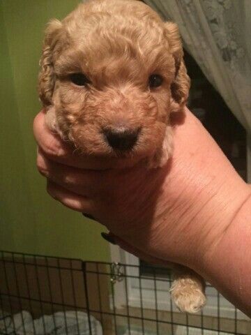 4 week old "Bailey" Apricot poodle. ❤❤❤ Miniature Poodle Puppies, Apricot Poodle, Miniature Poodle Puppy, Dog Grooming Salons, Poodle Puppies, Huge Dogs, Grooming Salon, Miniature Poodle, Poodle Puppy