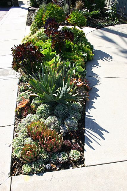 Succulent Garden-one of these will go in at beachy beach house and ill try one at desert house.... Different Types Of Succulents, Succulent Landscaping, Types Of Succulents, Succulent Gardening, Rock Garden Landscaping, Desert Garden, Backyard Inspiration, Succulent Garden, Cactus Garden