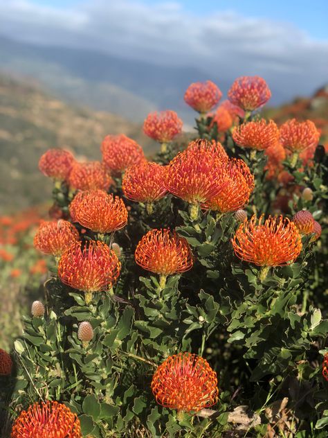 Sams Wedding Flowers, Protea Pincushion, Protea Plant, Artist Garden, California Landscaping, Pincushion Protea, Australian Natives, Protea Flower, Australian Native Flowers