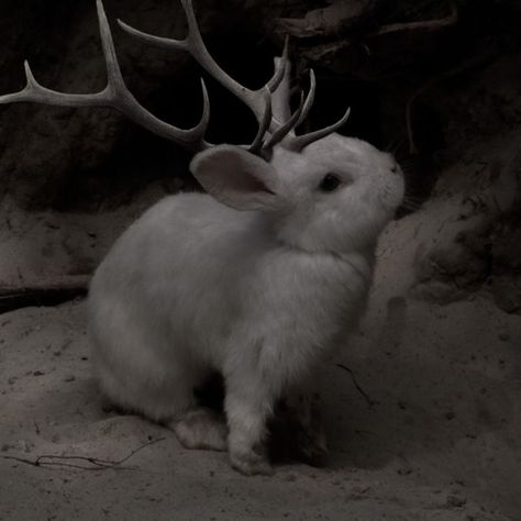 Familiars Witch Animal Aesthetic, Fae Fantasy Aesthetic, Fantasy Aesthetic Winter, Animal Shapeshifter Aesthetic, Godkiller Aesthetic, Dark Animal Aesthetic, Jackalope Aesthetic, Rabbit Aesthetic Dark, Fantasy Elf Aesthetic