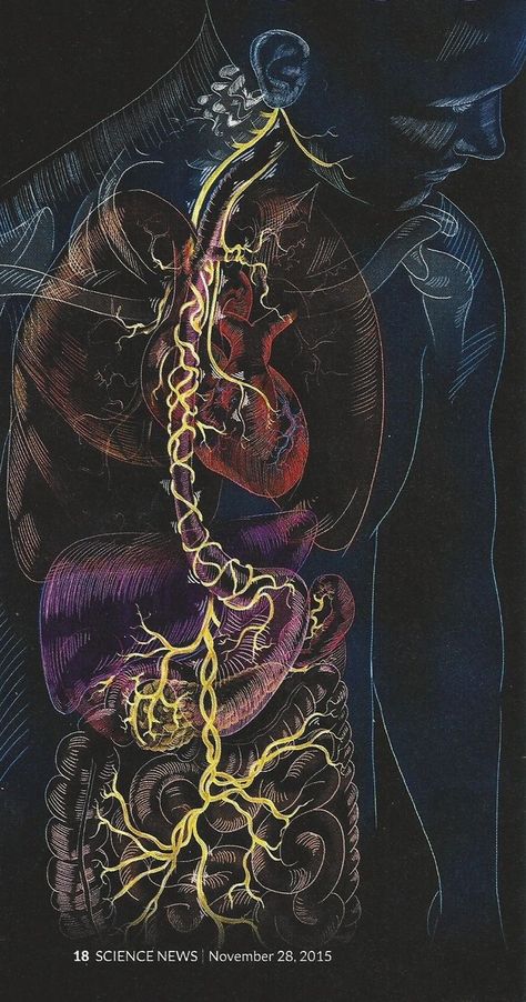 The Vagus Nerve, Vagus Nerve, Human Heart, The Human Body, Nerve, Human Body, Human, Red