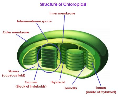 Two membranes contain and protect the inner parts of the chloroplast. The inner membrane surrounds the stroma and the granum, which are little stacks inside the Cloroplast, kind of like stacks of pancakes. Plant Cell Organelles, Plant Cell Diagram, Plant Cell Structure, Biology Diagrams, Photosynthesis And Cellular Respiration, Cell Organelles, Science Models, 1st Grade Science, Biology Art