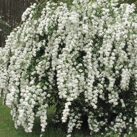 Spirea Bush, Spirea Shrub, Bridal Wreath Spirea, Flowers Stand, Cascading Waterfall, Bridal Wreath, Tiny White Flowers, Garden Shrubs, Moon Garden