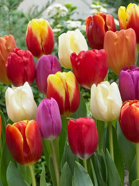 Tulip Varieties, Van Zyverden, Rock Gardens, Tulip Bulbs, Beautiful Flowers Photos, Rock Garden, Cut Flowers, Love Flowers, Curb Appeal