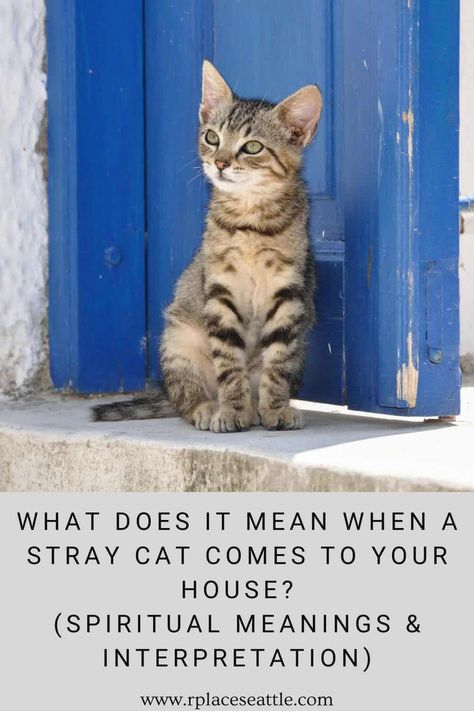 Grey Cat Spiritual Meaning, Stray Cat Quotes, Zoomies Cat, Cat Spiritual Meaning, Cats In House, Cat Meaning, Black Cat Meaning, Cat Meow Meaning, Cat Shelters For Winter