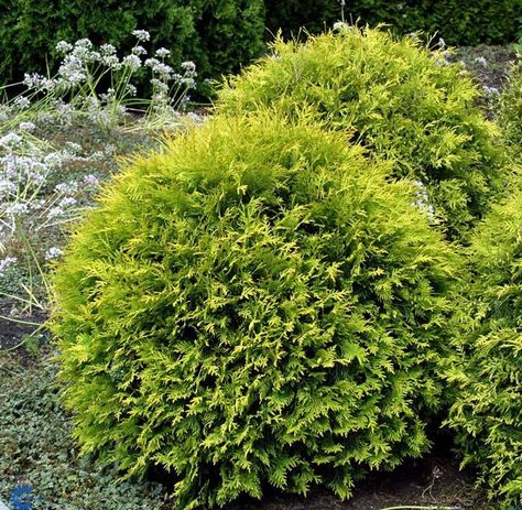 Golden Globe Cedar (1 m) A unique globe cedar with bright yellow-gold foliage. Excellent for colour contrast. Grows best in full sun. Canadale Nurseries Ltd. Evergreen Landscape, Evergreen Flowers, Landscape Curbing, Thuja Occidentalis, Small Yard Landscaping, Landscape Rock, Front Landscaping, Lawn And Landscape, Home Landscaping