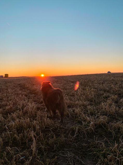 Dog | farm dog | farm aesthetic | western aesthetic | country aesthetic | western | western wallpaper | country wallpaper | puppy | dog photo | dog wallpaper | doggy | cute dog | farm photography | Australian shepherd | Australian shepherd dog | western dog | aussie | cute dog photo | sunset | sunset dog photo | sunset dog | farm dog | dog in sunset | old farm dog | old dog | australian shepherd farm dog | country dog | dog in field Country Dog Aesthetic, Aussie Dog Aesthetic, Farm Dog Aesthetic, Aussie Country Aesthetic, Australian Country Aesthetic, Australian Shepherd Aesthetic, Country Aesthetic Western, Dog In Field, Wallpaper Puppy