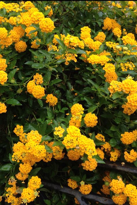 Lantana camara flowers Lantana Camara, Nature Therapy, Witch Hazel, Beautiful Scenery, Top View, Yellow Flowers, Gq, Places To Visit, Herbs