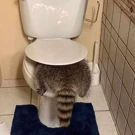 Fat Raccoon, Too Sensitive, Pet Raccoon, Raccoon Dog, New Toilet, Cute Raccoon, Raccoon Funny, Trash Panda, Racoon