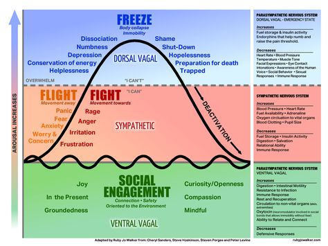 The autonomic nervous system is a control system that regulates bodily functions, over which we have no control such as the heart rate, digestion, respiratory rate, pupillary response etc. The basi… Functional Freeze Response, Dorsal Vagal Shutdown, Regulate Nervous System, Dorsal Vagal, Functional Freeze, Stephen Porges, Freeze Response, Respiratory Rate, Polyvagal Theory