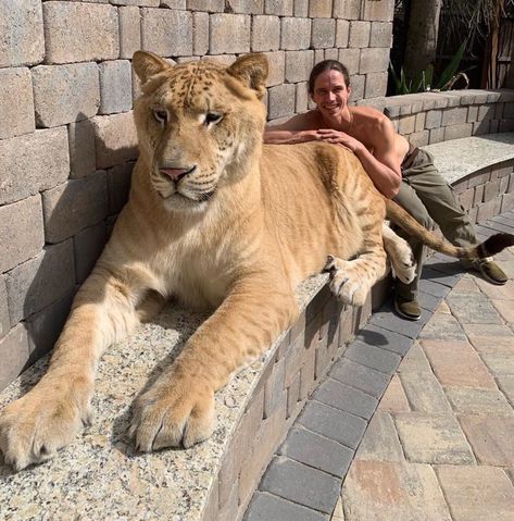 Apollo is a”lyger”, a cross between a male lion and a female tiger, aged 5 and weighing 705lb! Biggest Cat In The World, Female Tiger, Large Cat Breeds, Male Lion, Big Animals, Majestic Animals, Large Cats, Beautiful Cats, Big Cats