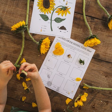 Sunflower Dissection Activity for Kids [Free Unit Study] – Treehouse Schoolhouse Sunflower Math Activities, Montessori Sunflower Activities, Homeschool Nature Activities, Flower Unit Study, Sunflower Dissection, Sunflower Unit Study, Preschool Sunflower Activities, Sunflower Provocation, Sunflower Activities For Kids