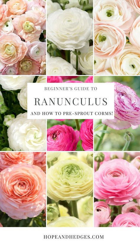 It's no wonder so many people LOVE Ranunculus flowers! This is the ultimate beginner's guide to growing ranunculus in the garden. From how to plant ranunculus to how to pre-sprout ranunculus corms, here are the best ranunculus tips and tricks. Planting Ranunculus Bulbs, Growing Ranunculus, Ranunculus Garden, Planter Arrangements, Ranunculus Bouquet, Ranunculus Flower, Pink Ranunculus, Plant Tips, Ranunculus Flowers