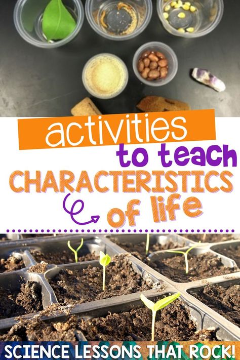 Are you looking for engaging ways to review the characteristics of life with your high school students? This collection of activity ideas will provide ideas to start off the year in Biology! Students will learn how to identify 8 characteristics of living things. You will find demos, video clips, task cards, and engaging labs and activities! #biology #characteristicsoflife #biologylessons https://www.sciencelessonsthatrock.com/blog/teaching-the-characteristics-of-life Biology Teaching Ideas, Characteristics Of Life Biology, Homeostasis Activity, Living And Non Living Things Activities, Teaching Biology Activities, Biology Activities High School, High School Biology Classroom, Biology Experiments, Characteristics Of Living Things