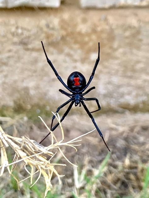 Aesthetic Spider, Spider Aesthetic, Spider Photography, Spider Web Nails, Drawing Spider, Cake Spiderman, Tattoo Spider, Spider Species, Spider Drawing