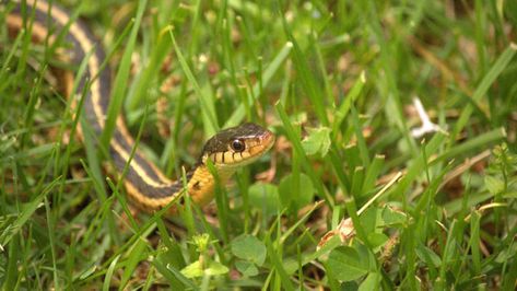 Snakes are often helpful for their ability to keep pests like mice in check in our gardens—but you probably also don’t relish the idea of coming across a poisonous one in your yard while you’re weeding. We generally prefer them to be helpful at a distance, which we can encourage by what we plant and how we maintain the space to keep it free of excessive places they might like to hide and deter both them their food sources. Here’s what you can do... Agapanthus Plant, Kinds Of Snakes, Garden Snakes, Garter Snake, Animal Guides, Earthworms, Garden Pests, Planting Bulbs, Can Design