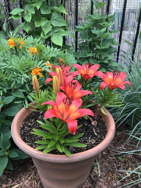 Growing Lilies in Containers - My Northern Garden Growing Lilies, Lily Care, Asiatic Lily, Summer Bulbs, Easy Plants To Grow, Lily Bulbs, Sun Porch, Asiatic Lilies, Lily Plants