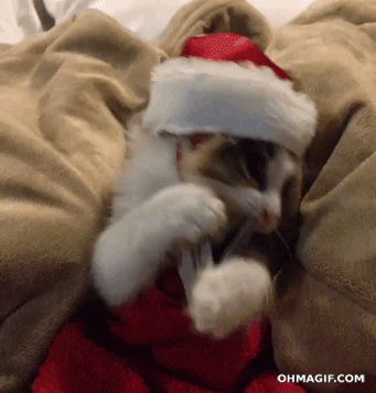 Finding Neverland Grinch Heart Grew, Xmas Gif, Grinch Heart, Very Funny Gif, Christmas Kitten, Cat Reading, Kitten Gif, Jingle Bell, Funny Cute Cats