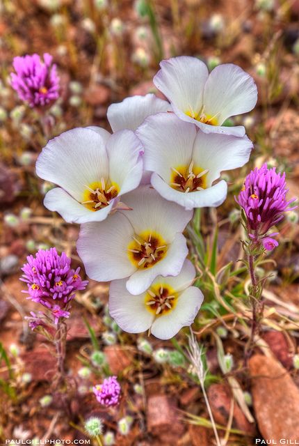 Sego lilies grow surrounded by Owls clover, Barnhardt trail. Arizona. Utah State Flower Tattoo, Utah Wild Flowers, Sego Lily Tattoo, Campground Landscaping, Sego Lily Flower, Utah Flowers, Utah State Flower, Arizona Flowers, Utah Wildflowers