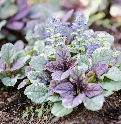 Ajuga Plants That Repel Bugs, Outdoor Gardens Landscaping, Shade Garden Plants, Oakleaf Hydrangea, Chicago Botanic Garden, Sandy Soil, Ground Cover Plants, Creative Gardening, Drought Tolerant Plants