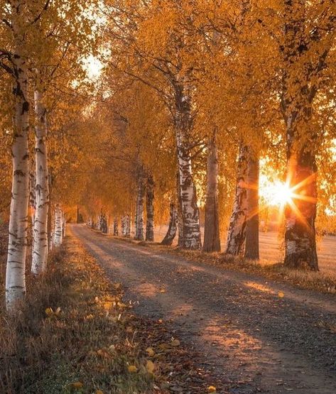 Fall Sunrise, Fall Scenes, Fall Scenery, Days Until Halloween, I Love Autumn, Image Nature, Fall Beauty, Fall Photography, Autumn Love