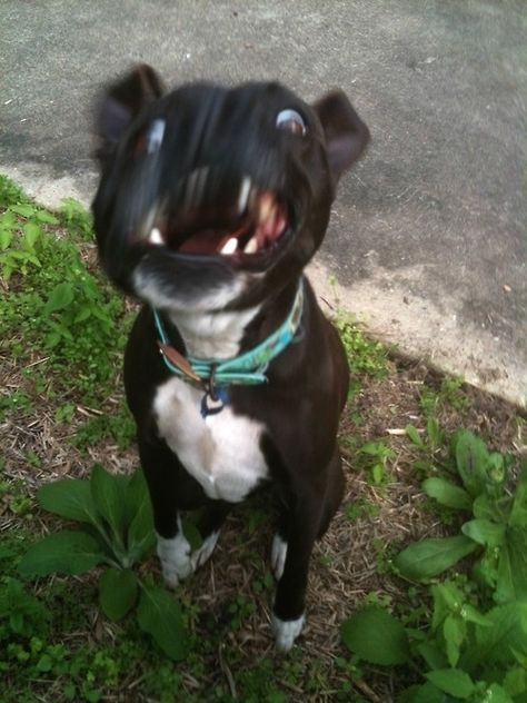 THIS DOG WHO WILL SCREAM HIS FACE OFF TO LET YOU KNOW HOW EXCITED HE IS TO BE A DOG. | 22 Dogs Who Are Just Really Excited To Be Dogs Dog Screaming, Animal Shaming, Dogs Funny, Beautiful Picture, Funny Animal Pictures, Funny Cute, Funny Dogs, Animal Pictures, Cute Puppies