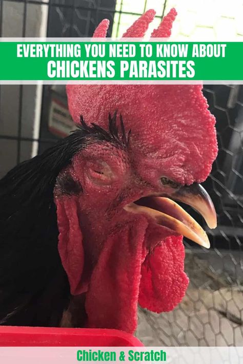 Chickens Parasites: Everyting You Need to Know Chicken Parasites, Plants For Chickens, Eye Worm, Raising Chickens 101, Chickens 101, Parasitic Worms, Baby Chicks Raising, Chicken Nesting Boxes, Chicken Farming