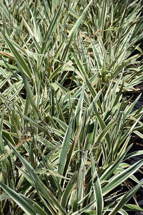 Click to view a full-size photo of Variegated Flax Lily (Dianella tasmanica 'Variegata') at Pender Pines Garden Center Dianella Tasmanica, Flax Lily, Pine Garden, Full Size Photo, Outdoor Pots, Low Maintenance Plants, Bluish Green, Types Of Soil, Small Plants