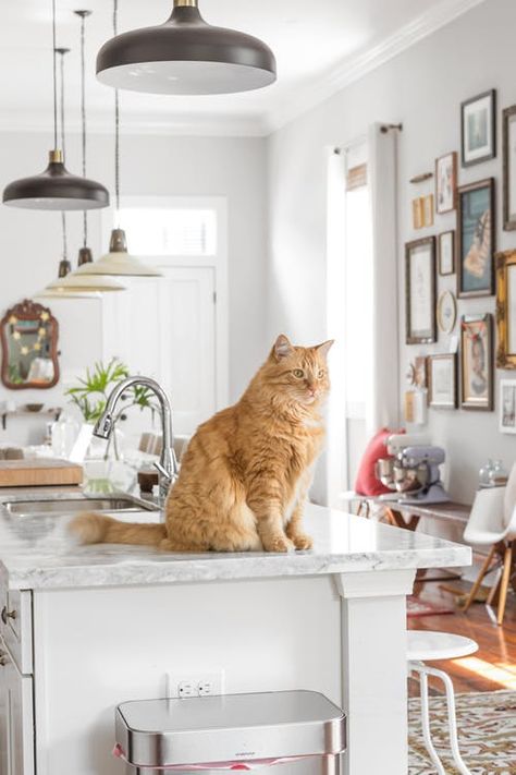 Tips for Keeping Cats Off Kitchen Counters | Apartment Therapy Keeping Cats Off Counters, Countertop Surfaces, Kitchen Company, New Kitchen Designs, New Orleans Homes, Kitchen Counters, New Cabinet, Cat Training, Functional Kitchen