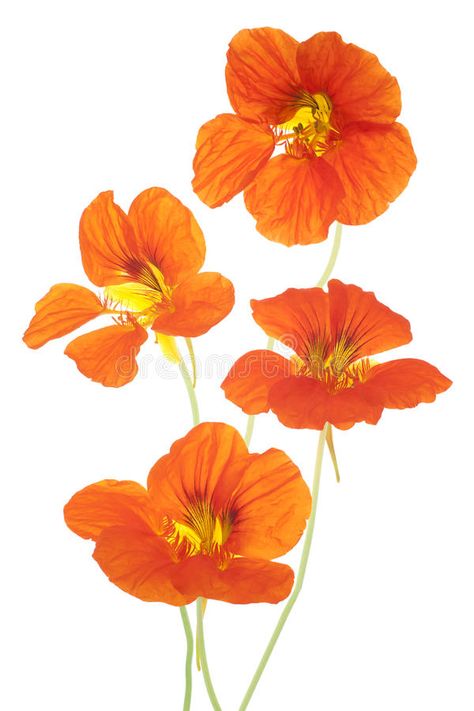 Orange Objects, Orange Icons:), Flower Line Drawings, Flower Silhouette, Flower Icons, Watercolor Projects, Anemone Flower, Pansies Flowers, Watercolor Flowers Paintings