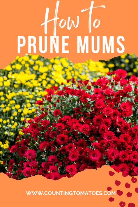 How To Plant Mums In Ground, How To Care For Mums, Georgia Gardening, Plants For Fall, Autumn Cooking, Bushy Plants, Potted Mums, Caring For Mums, Homestead Gardening