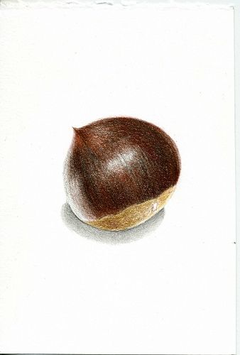 Walnut Drawing, Hazelnut Drawing, Chestnut Drawing, Walnut Tree Drawing, Chestnut Illustration, Hazel Nut Drawing, Composition Drawing, Still Life Images, Chestnut Trees