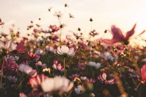 Cosmos Flowers, Mac Wallpaper, Spring Wallpaper, Cute Simple Wallpapers, Beautiful Wallpapers Backgrounds, Girly Art Illustrations, Simple Wallpapers, Photography Wallpaper, Bunch Of Flowers