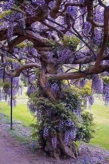 ? An Old Wisteria Tree - Imgur Wisteria Tree, Matka Natura, Belle Nature, Unique Trees, Aesthetic Things, Nature Tree, Flowering Trees, Beautiful Tree, Wisteria