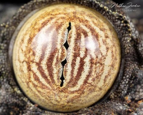 Gecko Eyes, Giant Leaf Tailed Gecko, Gargoyle Gecko Morphs, Leaf Tailed Gecko Satanic, Crusted Geckos, Eye Close Up, Leopard Gecko Meme, Gecko, Pose Reference