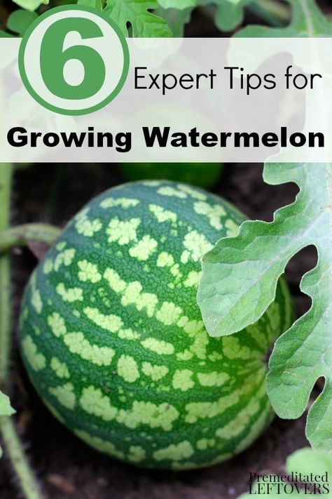 Watermelon Growing, Growing Watermelon, Grow Watermelon, How To Grow Watermelon, Tattoo Plant, Garden Growing, Organic Vegetable Garden, Plant Guide, Square Foot Gardening