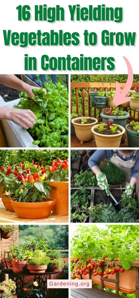 16 High Yielding Vegetables to Grow in Containers How To Container Garden, Growing Vegetables In Small Spaces, Container Veggie Garden, Growing Vegetables In Raised Beds, Easy Vegetables To Grow In Pots, Grow Beets In Containers, Best Vegetables To Grow In Pots, When To Grow Vegetables, Herb Garden In Pots