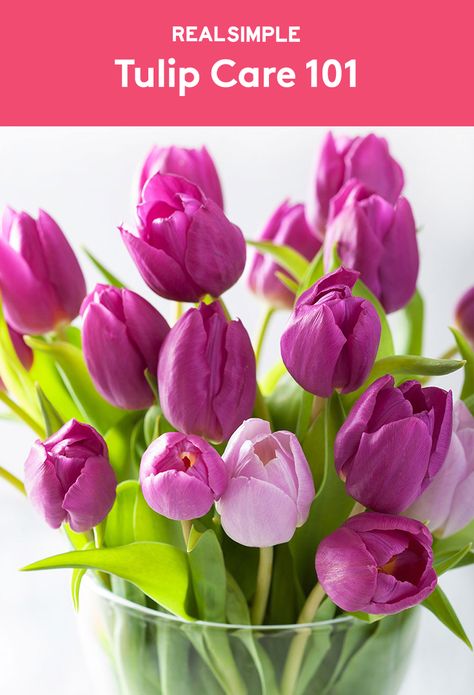 Tulip Care 101 | Tips for when they’re in the ground, potted, or displayed in a vase. Tulip Care Indoor, Tulip Care Outdoor, When To Plant Tulips In Pots, How To Take Care Of Tulips In A Vase, Best Place To Plant Tulips, Tulip Care, When To Plant Tulips, Growing Tulips, Backyard Flowers