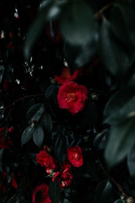 Red flowers Geranium Aesthetic, Tilt Shift Photos, Geranium Leaves, Wallpaper Plant, Bush Flowers, Geraniums Red, Yellow Labrador Retriever, Tilt Shift, Plant Wallpaper