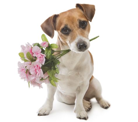 Cute Animals with Flowers to Make You Smile | Petal Talk Chien Jack Russel, Dog Icon, 강아지 그림, Holding Flowers, Silly Dogs, Dog Flower, Silly Animals, Silly Cats, Jack Russell Terrier