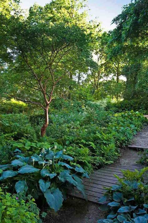 Hostas in Beth Chatto shade garden by Stephen Wooster: The cultivars of choice are Hosta var. elegans with its deep blue-gray leaves, H. ventricosa, and H. lancifolia, which has glossy dark green pointed leaves. Amazingly in this cool damp garden there is very little slug damage—and there are some hostas that are more resistant such as H. sieboldiana, which has tougher puckered leaves. More shady secrets for the garden: Autumn Frost Hosta, Pacific Northwest Shade Garden, Lush Shade Garden, Hosta Sagae, Container Gardening Shade, Shade Woodland Garden, Hosta Sieboldiana, Beth Chatto, Shade Garden Design