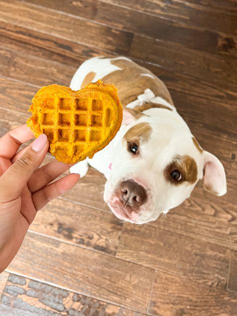 Dog Waffles Recipes, Doggie Waffles, Dog Waffles, Dog Treat Business, Dog Treats Recipes, Dog Cake Recipes, Carrot Dogs, Pet Recipes, Treat Business