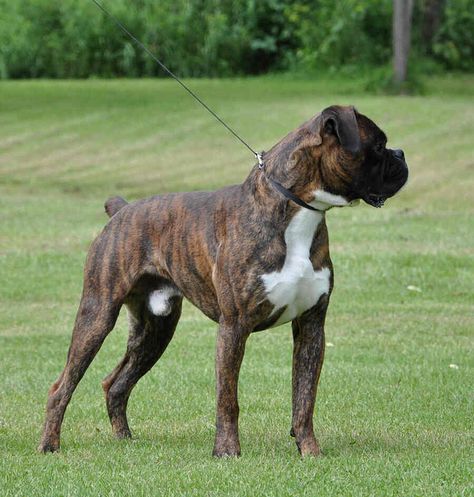 Sabiye von bachbett. Good working Boxer lines still exist. Compare this dog to the champions coming out of the 1940's and they could pass for litter mates. Male Boxers, Boxer Puppies, Boxer Love, Dog Info, Best Dog Breeds, Boxer Dogs, Working Dogs, Dog Treats, Mans Best Friend