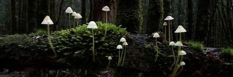 Cottagecore Header, The Beldam, Garden Labyrinth, Mushroom Nature, Twt Header, White Mushrooms, Dark Cottagecore, Gerson, Labyrinth