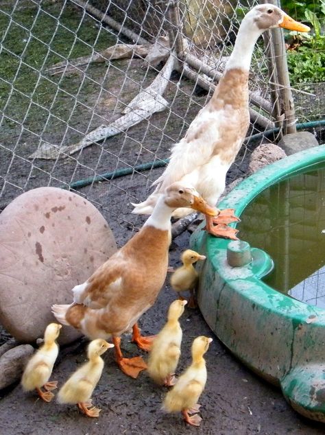 our fawn and white Indian Runner ducks Patrick and Penelope with their 4 day old ducklings Ducks And Rabbits Together, Indian Runner Ducks House, Dog With Ducklings, Indian Runner Ducks, Ducks On A Farm, Duck Houses, Ducks In Garden Aesthetic, Indian Runner Ducklings, Duck Breeds