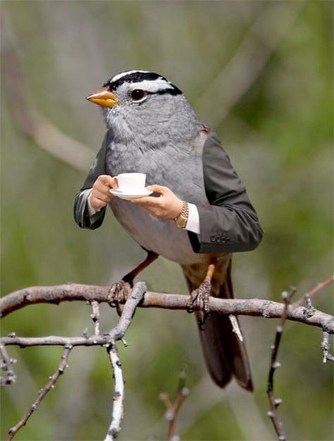 Photoshopped Animals, Coffee Girl, Funny Birds, Krishna Images, 영감을 주는 캐릭터, Creative Photos, Surreal Art, Easy Paintings, Funny Photos