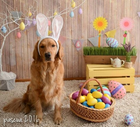 Easter Puppy Pictures, Easter Dog Photoshoot, Dog Easter Pictures, Easter Dog Pictures, Easter Dog Photos, Easter Pet Photos, Puppy Calendar, Easter Dogs, Easter Photo Booth