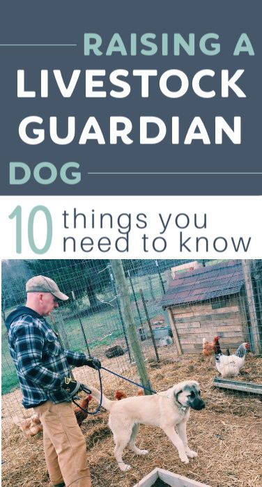 Livestock Dog Shelter, Livestock Dogs, Live Stock Guardian Dog, Livestock Guardian Dog House, Livestock Guardian Dog Training, Farm Frenzy, 4h Livestock Judging, Livestock Guardian Dog Shelter, Raising Sheep