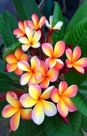 plumeria....bought some of these seeds and super excited to grow them!!! Pink And Yellow, Yellow, Flowers, Green, Pink