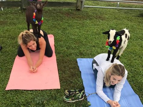 KB in the City: Nashville Goat Yoga Goat Yoga Nashville, Goat Yoga, A Goat, Finger Lakes, Bach Party, Music City, Goat Milk Soap, Wood Products, Milk Soap